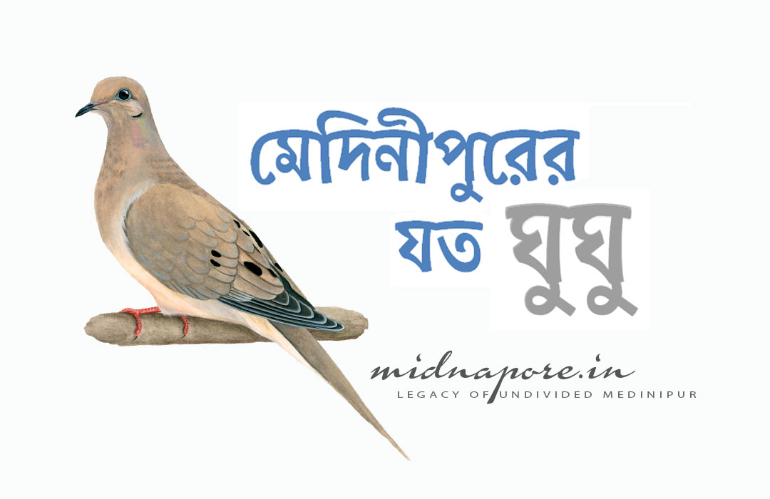 মেদিনীপুরের যত ঘুঘু , <i>Streptopelia chinensis</i> of Medinipur