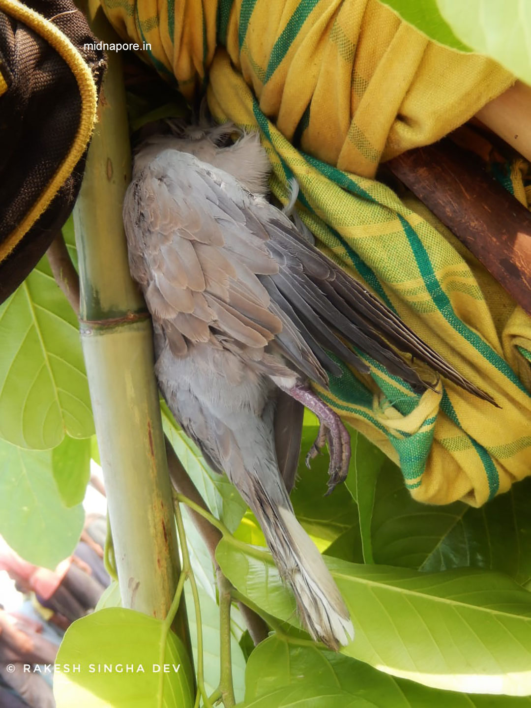 মেদিনীপুরের যত ঘুঘু , <i>Streptopelia chinensis</i> of Medinipur
