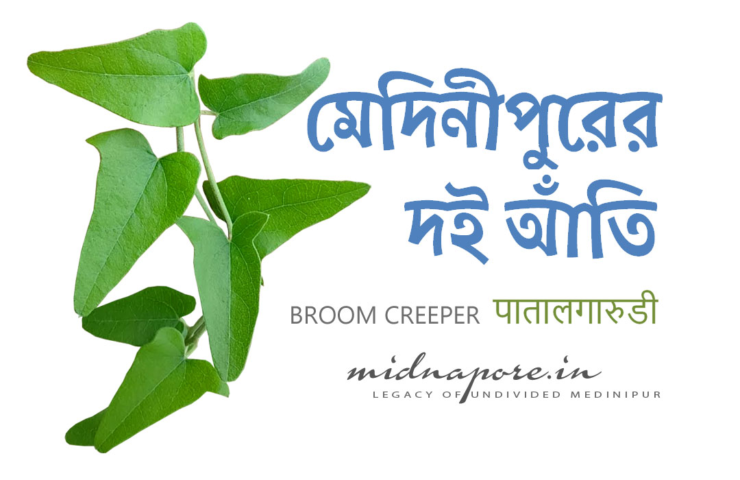 মেদিনীপুরের দই আঁতি বা দই পাতা | पातालगारुडी | Indiana Broom creeper (Cocculus hirsutus)