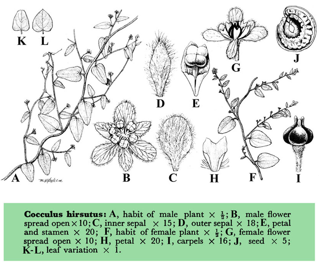 মেদিনীপুরের দই আঁতি বা দই পাতা | पातालगारुडी | Indiana Broom creeper (Cocculus hirsutus)