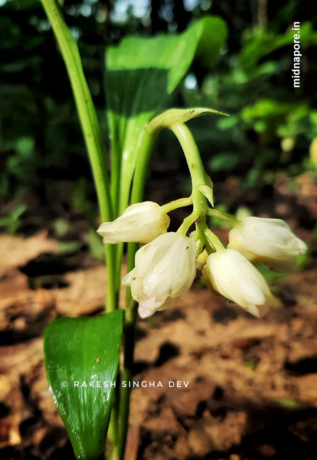 মেদিনীপুর, অর্কিড, Orchids, Medinipur, রাসনা, Grey Orchid, Checkered Orchid, Vanda tessellata, শেয়াললেজী অর্কিড, Foxtail Orchid, Rhynchostylis retusa, Sword-leaved Helleborine, Narrow-leaved Helleborine