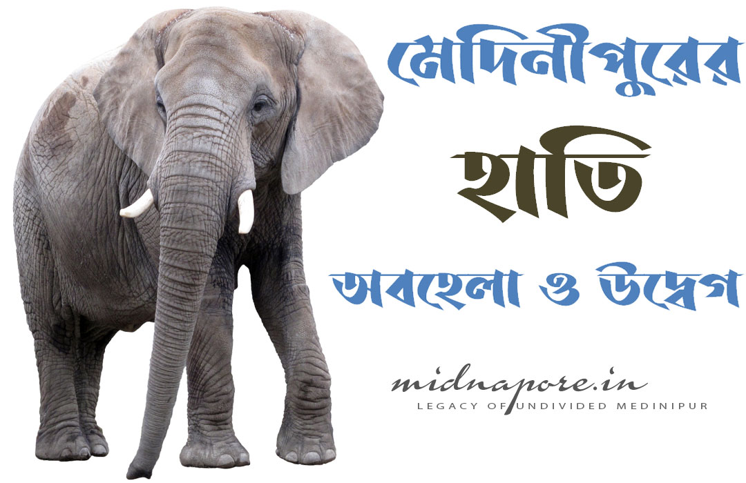 মেদিনীপুরের হাতি, অবহেলা ও উদ্বেগ | Elephent of Medinipur, negligence and concern