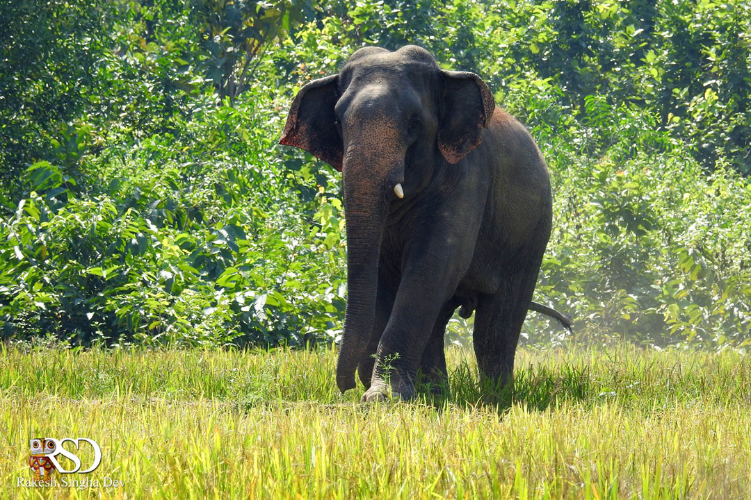 মেদিনীপুরের হাতি, অবহেলা ও উদ্বেগ | Elephent of Medinipur, negligence and concern