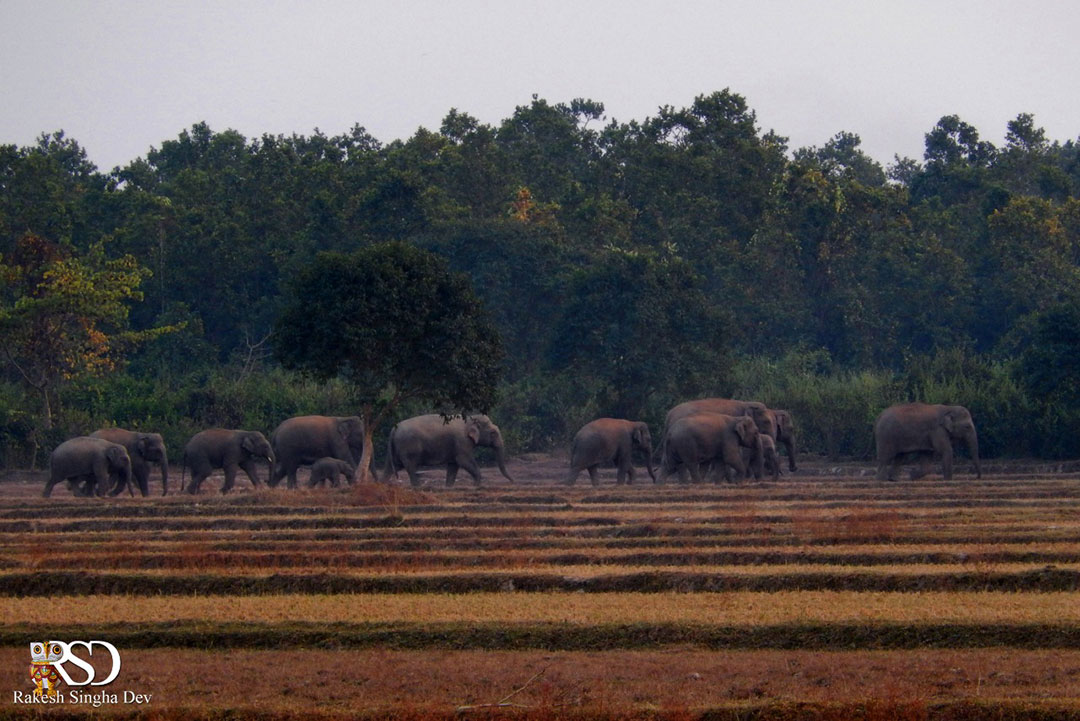 মেদিনীপুরের হাতি, অবহেলা ও উদ্বেগ | Elephent of Medinipur, negligence and concern