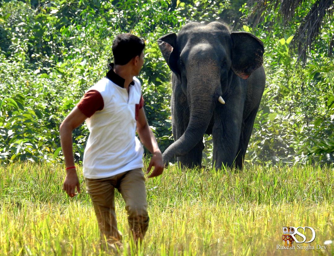 মেদিনীপুরের হাতি, অবহেলা ও উদ্বেগ | Elephent of Medinipur, negligence and concern