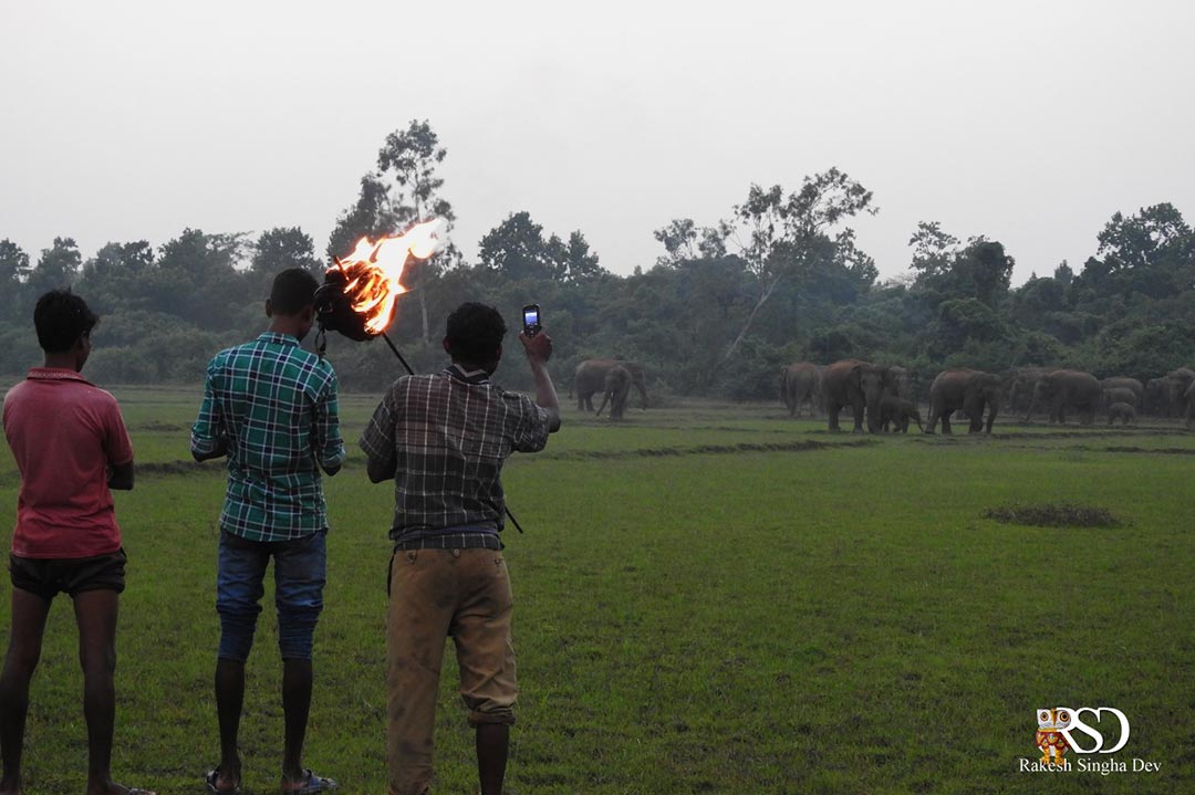 মেদিনীপুরের হাতি, অবহেলা ও উদ্বেগ | Elephent of Medinipur, negligence and concern