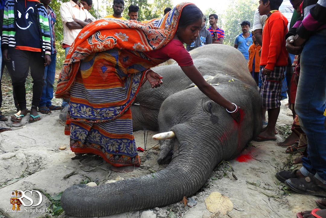 মেদিনীপুরের হাতি, অবহেলা ও উদ্বেগ | Elephent of Medinipur, negligence and concern