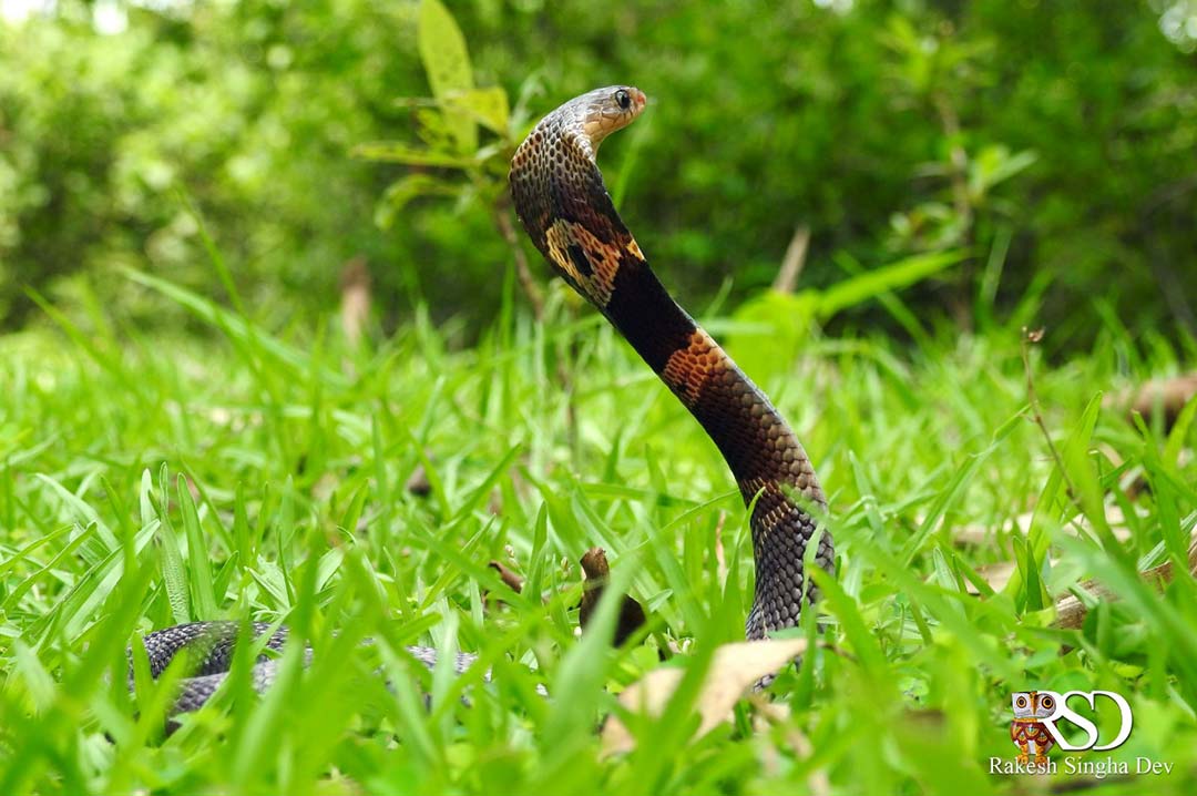 Monocled Cobra, Monocellate Cobra, Naja kaouthia, কেউটে সাপ। 