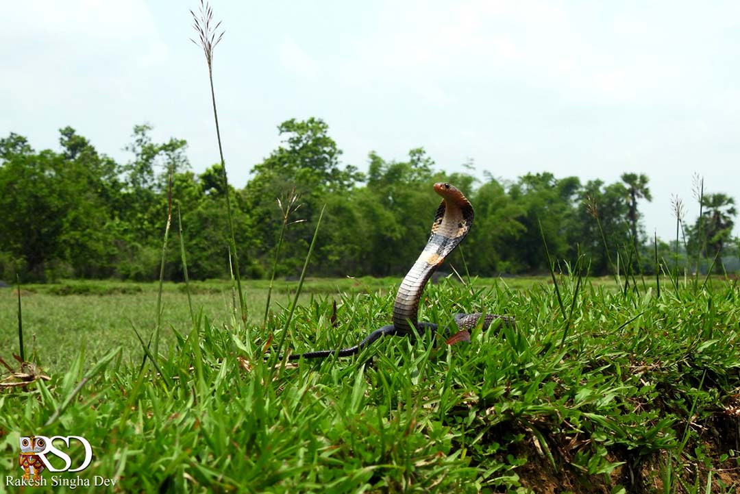 Monocled Cobra, Monocellate Cobra, Naja kaouthia, কেউটে সাপ। 