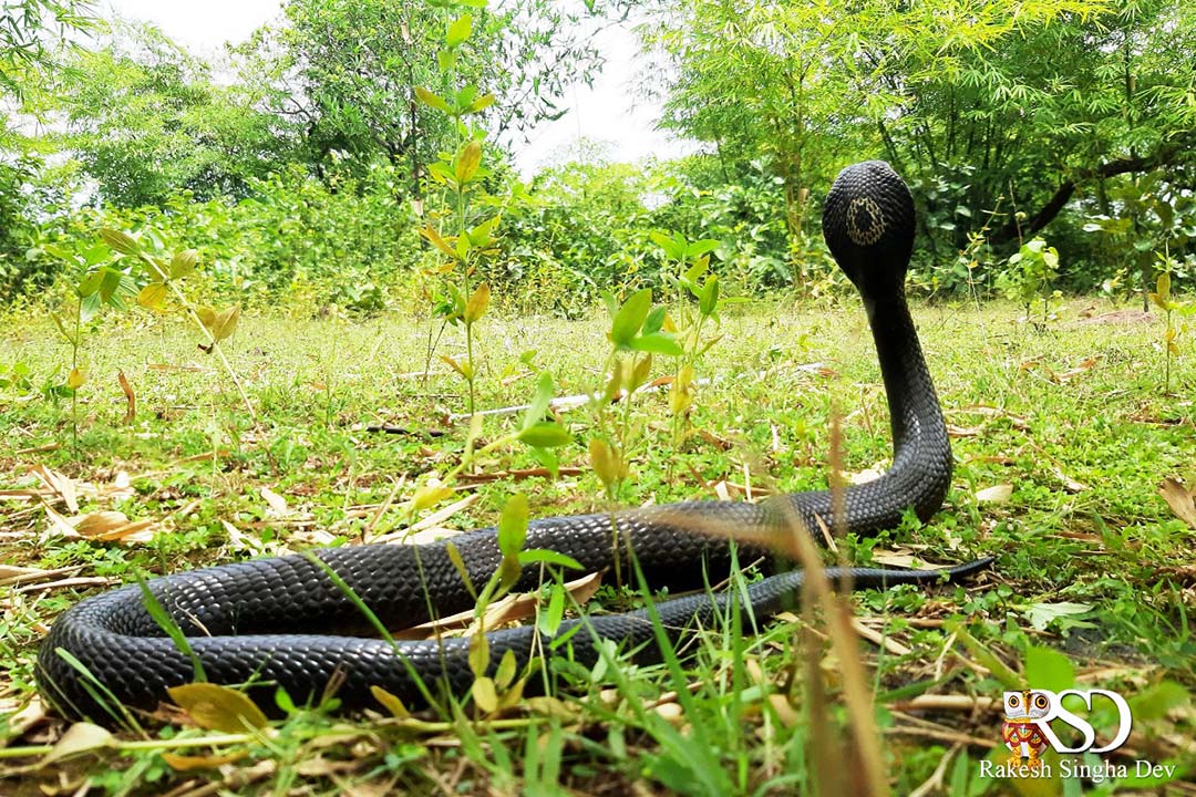 Monocled Cobra, Monocellate Cobra, Naja kaouthia, কেউটে সাপ। 