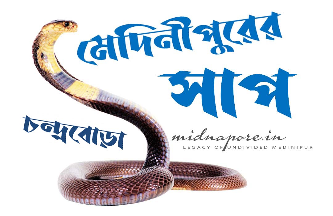 চন্দ্রবোড়া কথা  | Russell's Viper of Medinipur