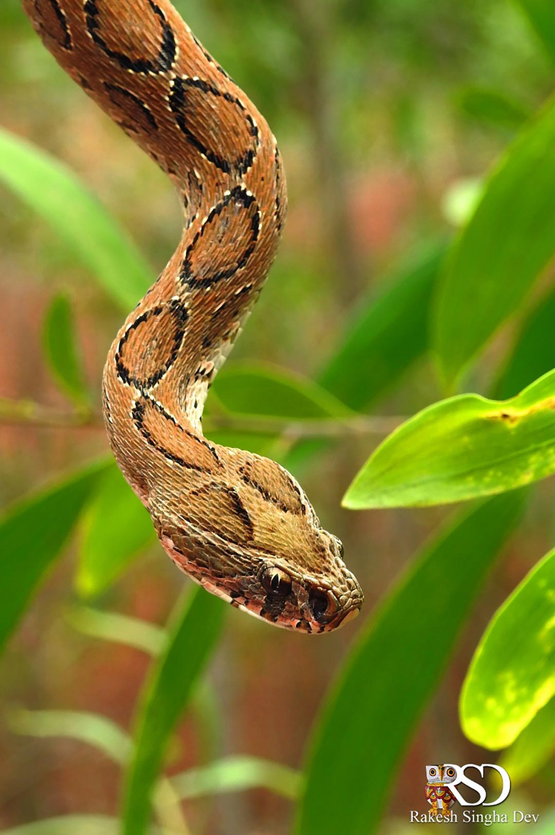 মেদিনীপুরে'র চন্দ্রবোড়া | Russell's Viper of Medinipur