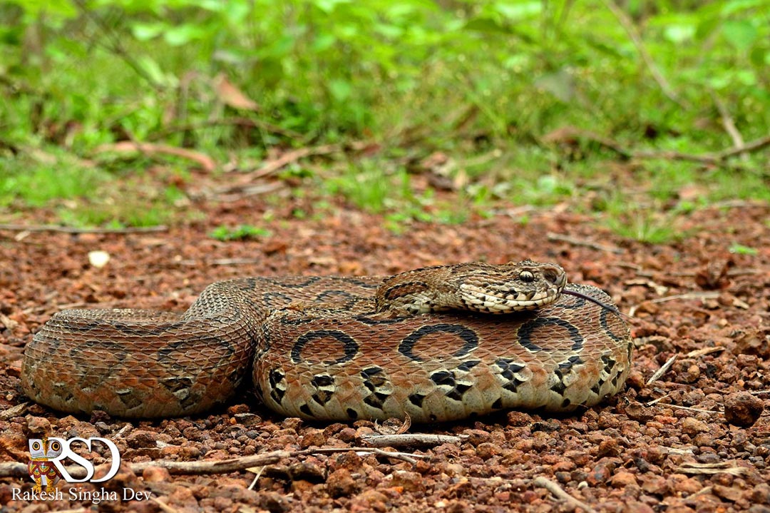মেদিনীপুরে'র চন্দ্রবোড়া | Russell's Viper of Medinipur