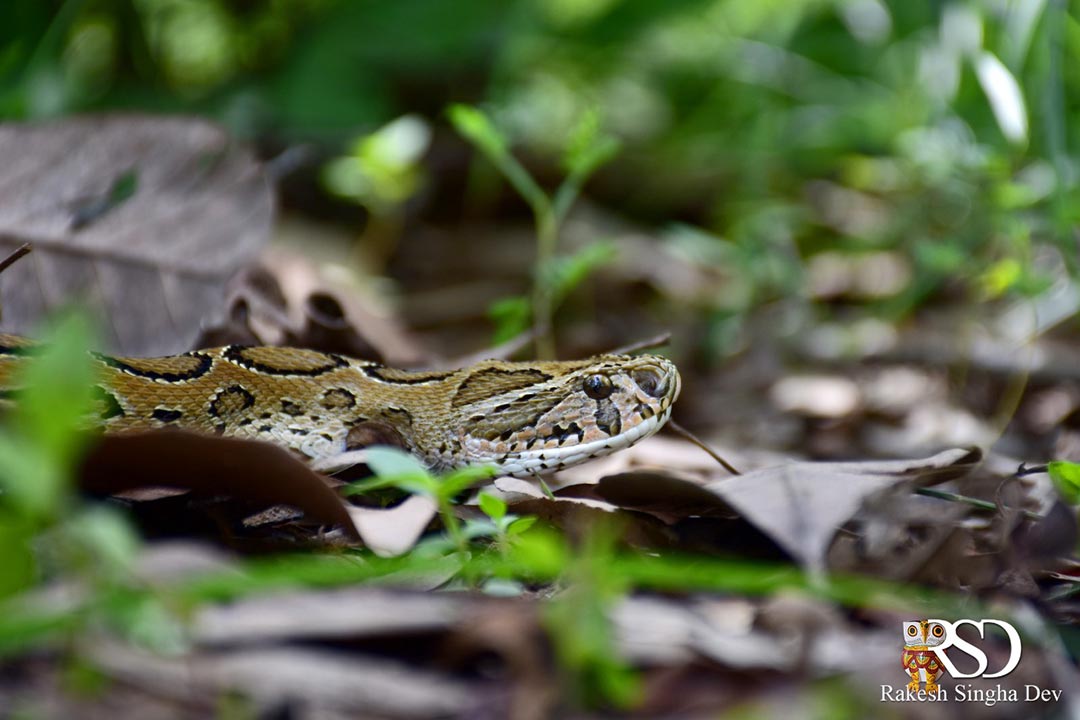 মেদিনীপুরে'র চন্দ্রবোড়া | Russell's Viper of Medinipur