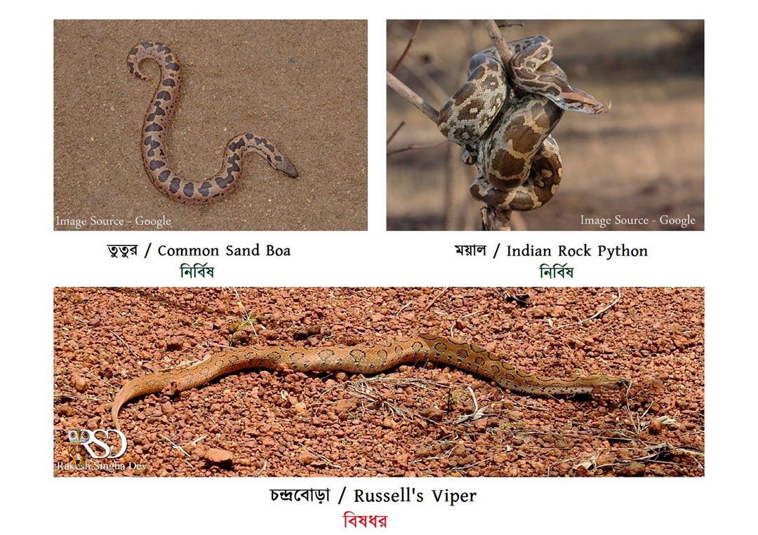 মেদিনীপুরে'র চন্দ্রবোড়া | Russell's Viper of Medinipur