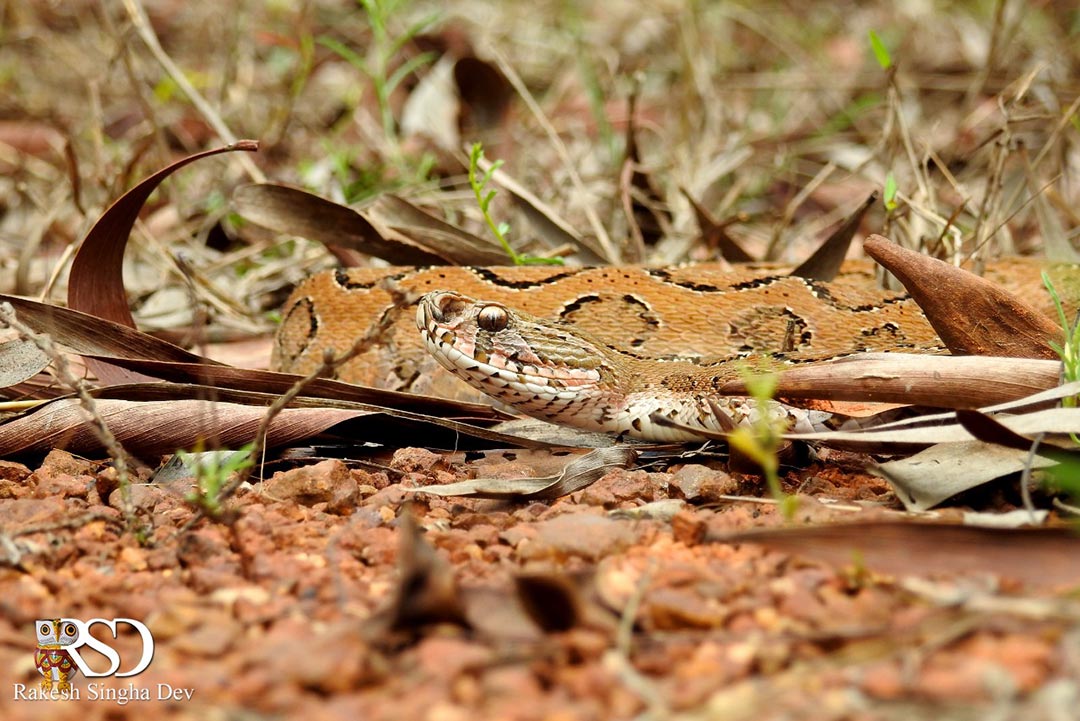 মেদিনীপুরে'র চন্দ্রবোড়া | Russell's Viper of Medinipur