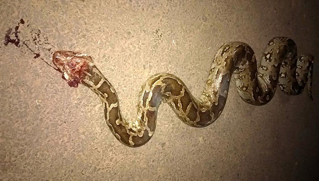 মেদিনীপুরে'র চন্দ্রবোড়া | Russell's Viper of Medinipur