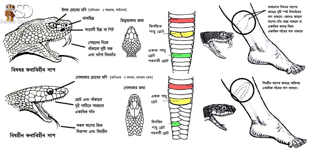 মেদিনীপুরে'র চন্দ্রবোড়া | Russell's Viper of Medinipur