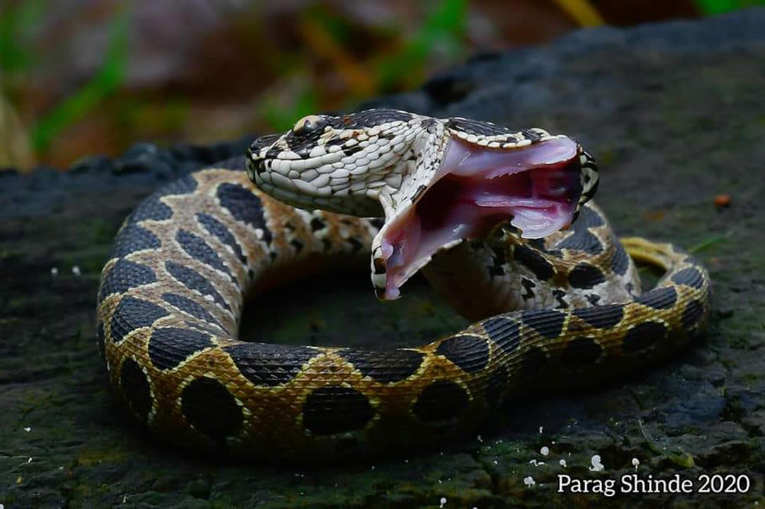 মেদিনীপুরে'র চন্দ্রবোড়া | Russell's Viper of Medinipur