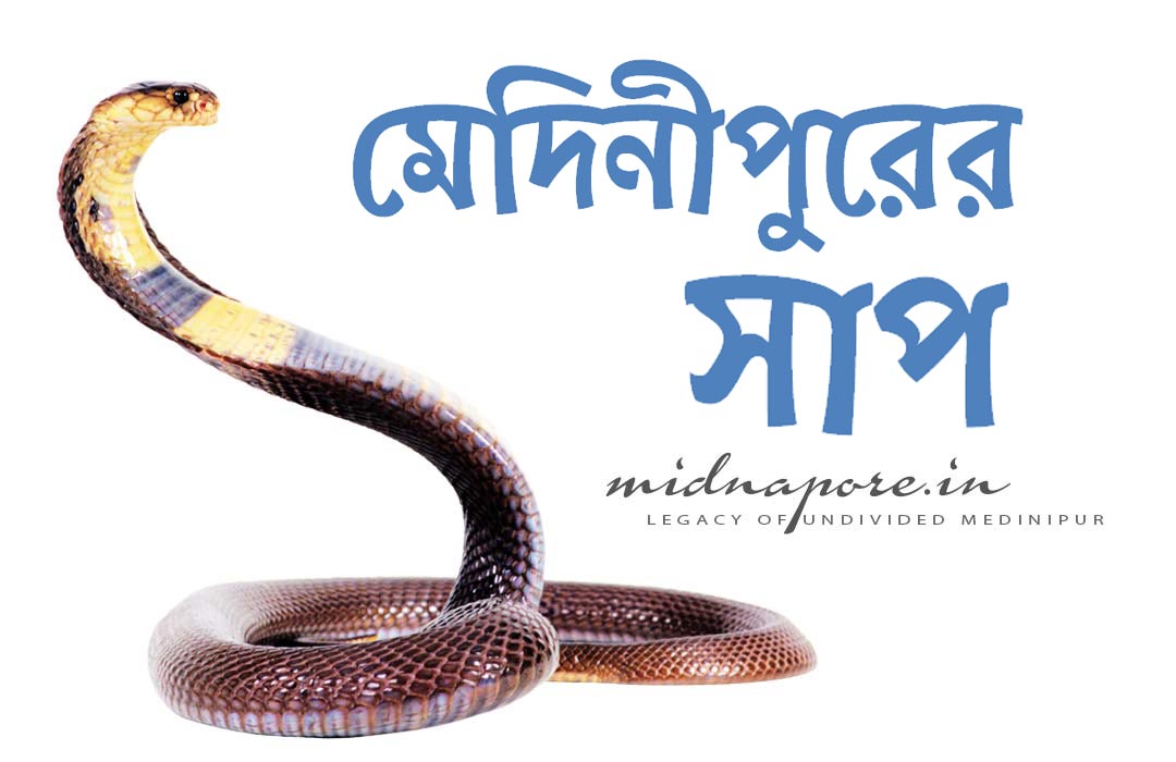 Detail article on ‘Snakes of Medinipur’. মেদিনীপুরের সাপ সম্পর্কে বিস্তারিত প্রবন্ধ।