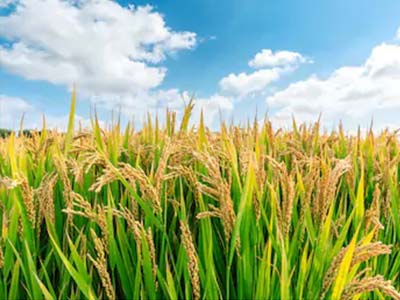 agriculture-in-medinipur